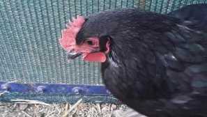 Моята весела история около 12 пилета и пепери. Част 2